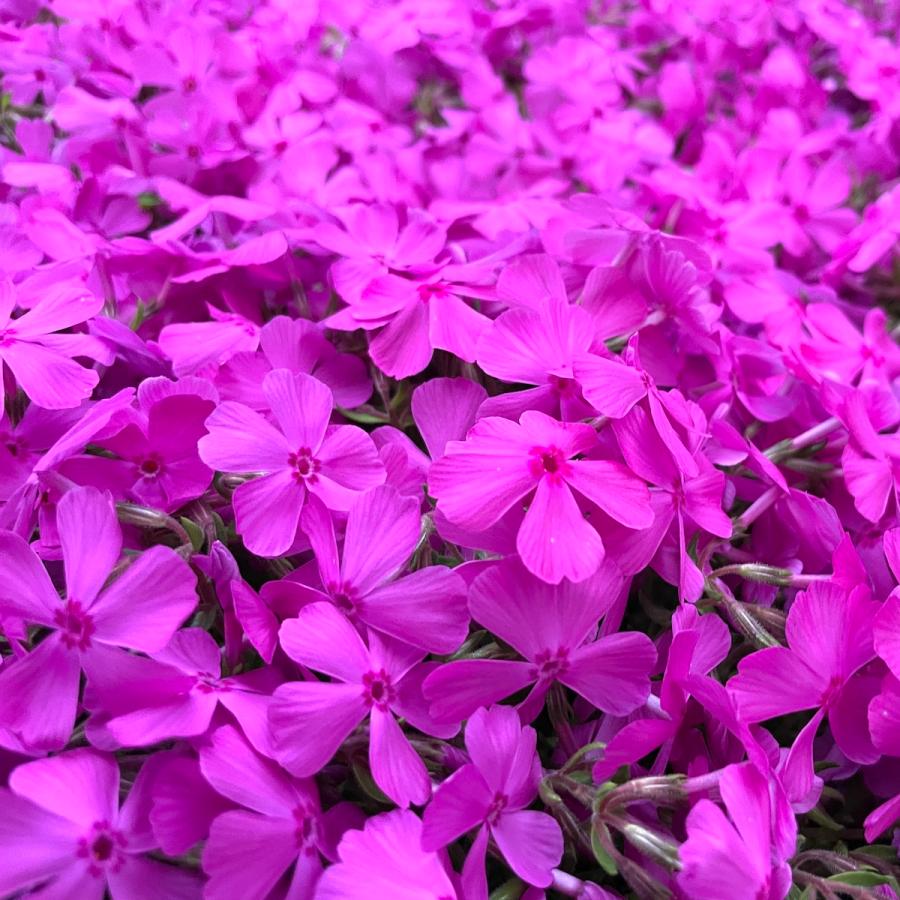 芝桜 苗 ダニエルクッション ピンクの花 品種 9cmポット 80株 シバザクラ グランドカバー 多年草 下草 宿根草 高耐寒性 |  | 07