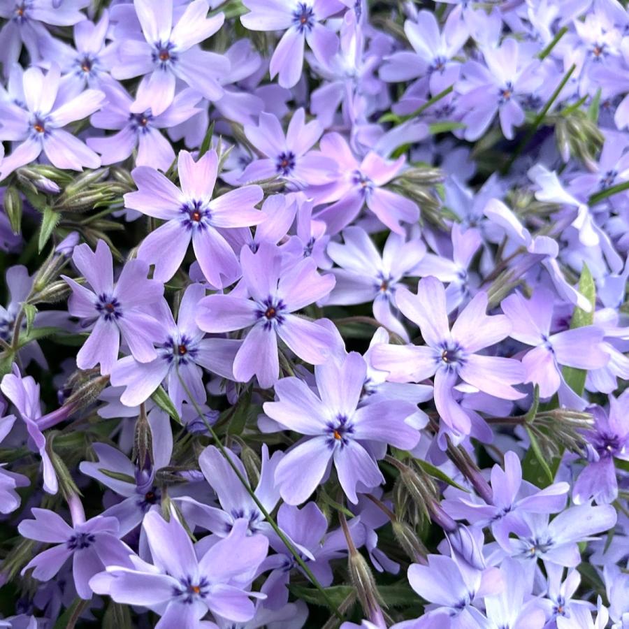 想像を超えての レビュー特典あり 高品質 芝桜 オーキントンブルーアイ 青色種 ９cmポット苗 ８０株 シバザクラ グランドカバー 送料無料 安心の定価販売 Turningheadskennel Com