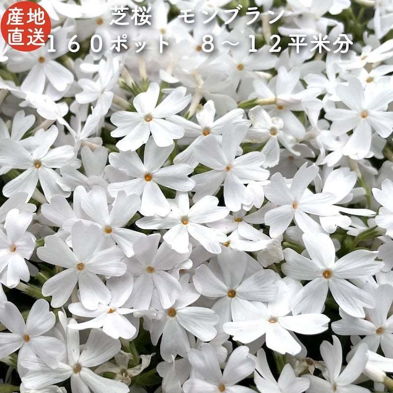 流行販売 レビュー特典あり 高品質 芝桜 モンブランホワイト 白色種 ９cmポット苗 １６０株 シバザクラ グランドカバー 送料無料 Sb W 160 雑草対策 ガーデニング 日用雑貨のお店 通販 Yahoo ショッピング 安いサイト Rudra Enterprise Co In