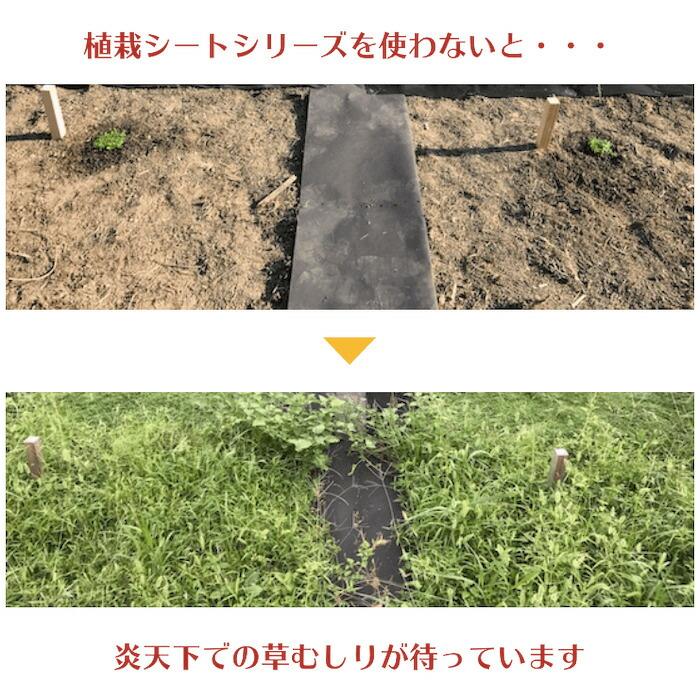 植栽シートライト 通根タイプ クラピア専用 植栽時におすすめ 1m×100ｍ 送料無料 |  | 04