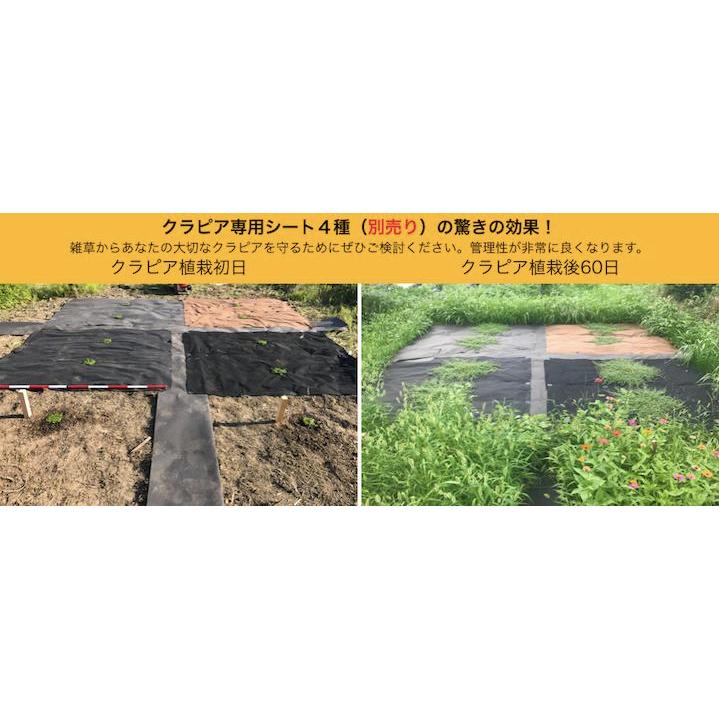 植栽シートライト 通根タイプ クラピア専用 植栽時におすすめ 1m×100m