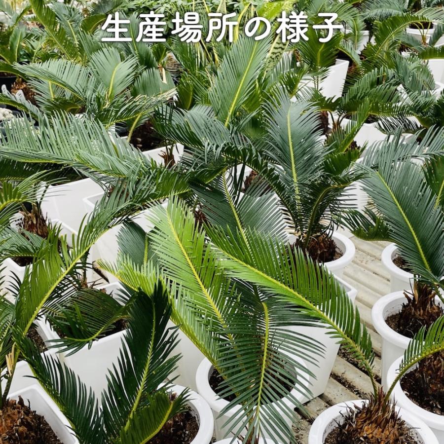 観葉植物 ソテツ 蘇鉄 6号鉢苗 大型種類 室内 庭木 記念樹 地