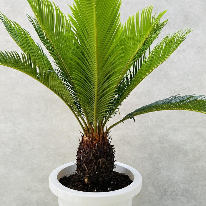 観葉植物 ソテツ 蘇鉄 8号鉢苗 大型種類 室内 庭木 記念樹 地 観葉植物 ソテツ 蘇鉄 8号鉢苗 大型種類 室内 庭木 記念樹 地