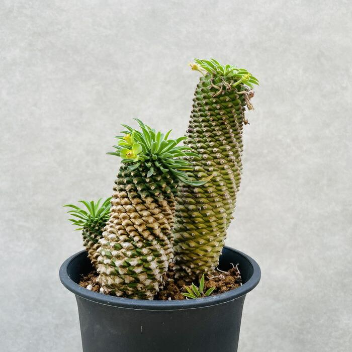 観葉植物 ユーフォルビア ソテツキリン 4号鉢 パイナップルコーン 蘇鉄