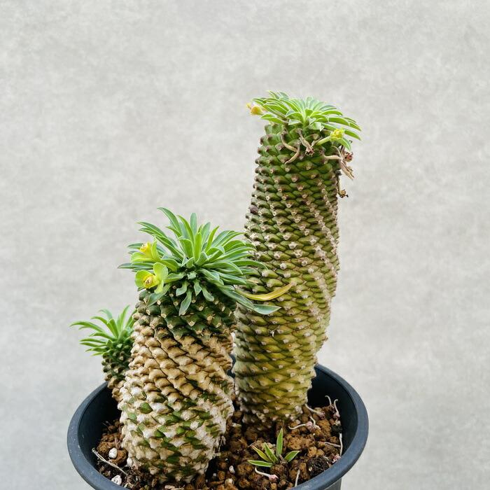観葉植物 ユーフォルビア ソテツキリン 4号鉢 パイナップル