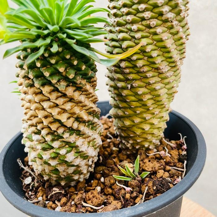 観葉植物 ユーフォルビア ソテツキリン 4号鉢 パイナップルコーン 蘇鉄