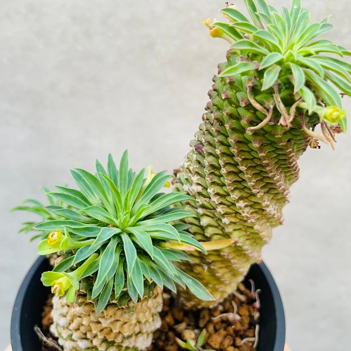 観葉植物 ユーフォルビア ソテツキリン 4号鉢 パイナップルコーン 蘇鉄