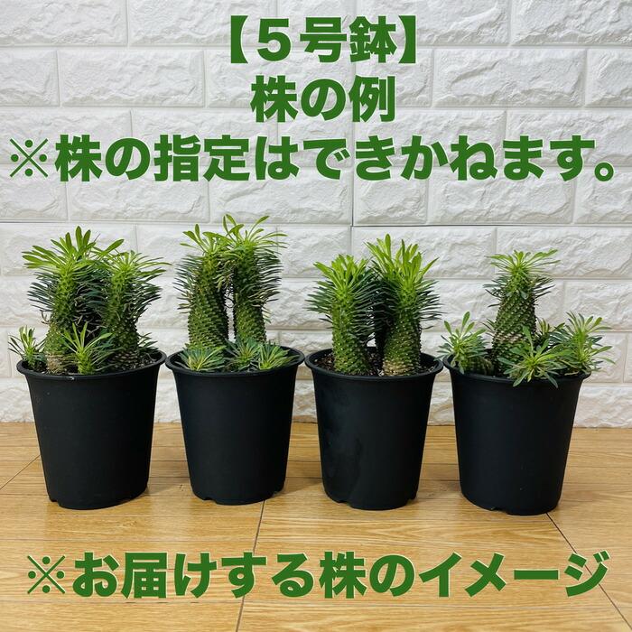 観葉植物 ユーフォルビア ソテツキリン 5号鉢 パイナップルコーン 蘇鉄