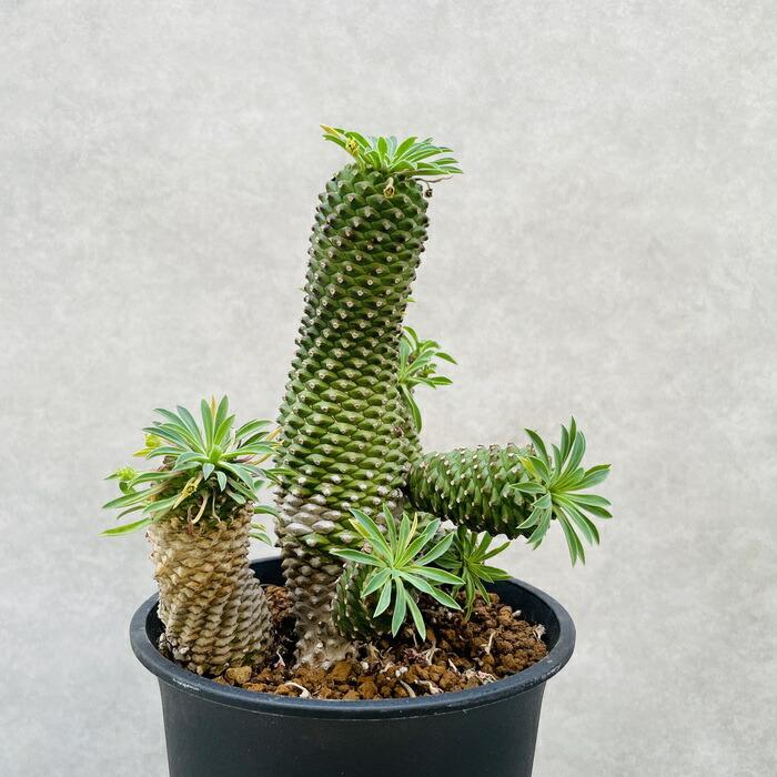 観葉植物 ユーフォルビア ソテツキリン 5号鉢 パイナップルコーン 蘇鉄