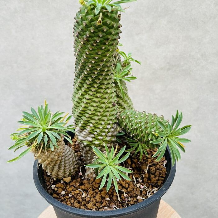 観葉植物 ユーフォルビア ソテツキリン 5号鉢 パイナップルコーン 蘇鉄