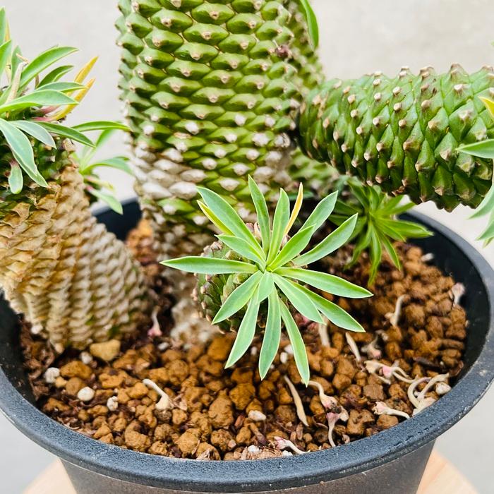 観葉植物 ユーフォルビア ソテツキリン 5号鉢 パイナップルコーン 蘇鉄