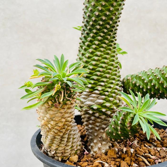 観葉植物 ユーフォルビア ソテツキリン 5号鉢 パイナップルコーン 蘇鉄