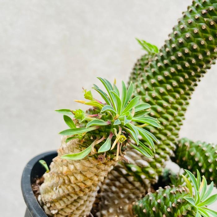 観葉植物 ユーフォルビア ソテツキリン 5号鉢 パイナップルコーン 蘇鉄