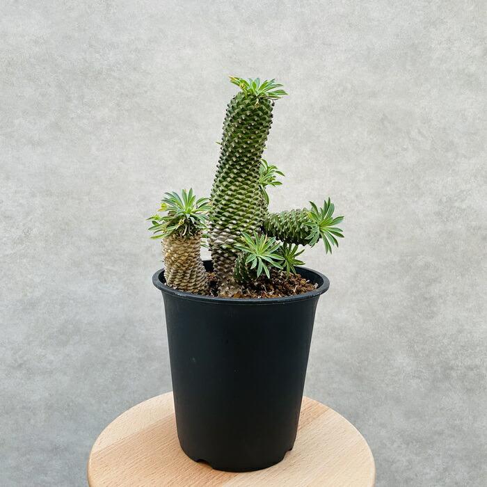 観葉植物 ユーフォルビア ソテツキリン 5号鉢 パイナップルコーン 蘇鉄