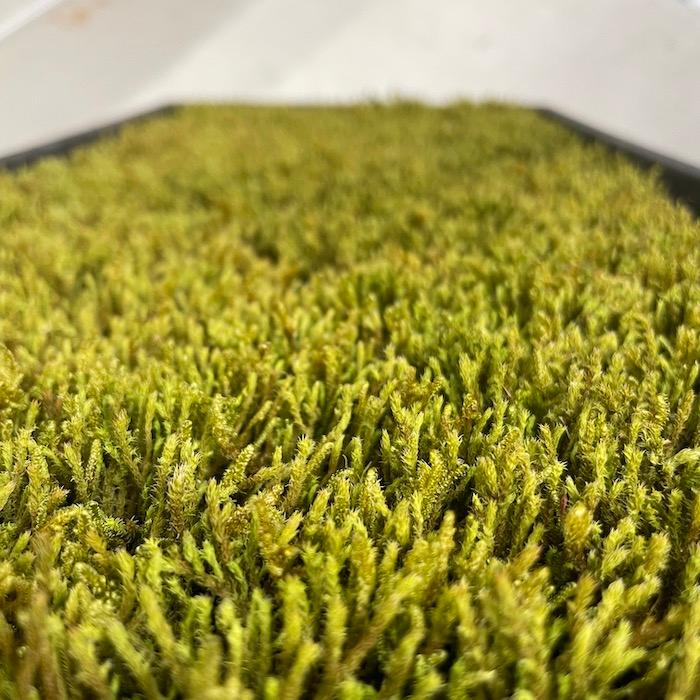 スナゴケ ハイゴケ ハイブリッド 2種ミックス 約1平米分 55cm×26cm 7枚