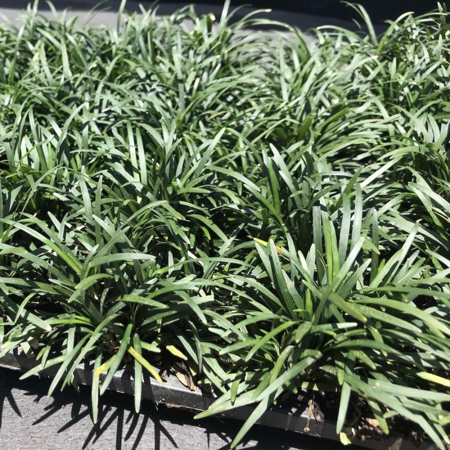 タマリュウ 玉竜 マットタイプ 60cm×30cm 30枚 約5平米 産地直送 グランドカバー 常緑 多年草 下草 地被植物 庭 |  | 03