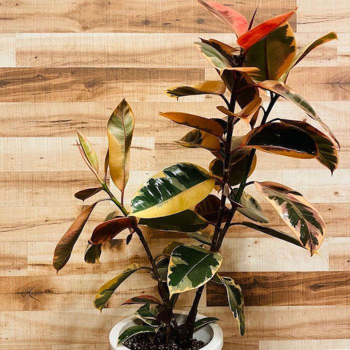 斑入り　ゴムの木　苗　観葉植物　フィカス 楽天市場】フィカス・ティネケ 8号 観葉植物 ゴムの木 斑入り 販売 苗