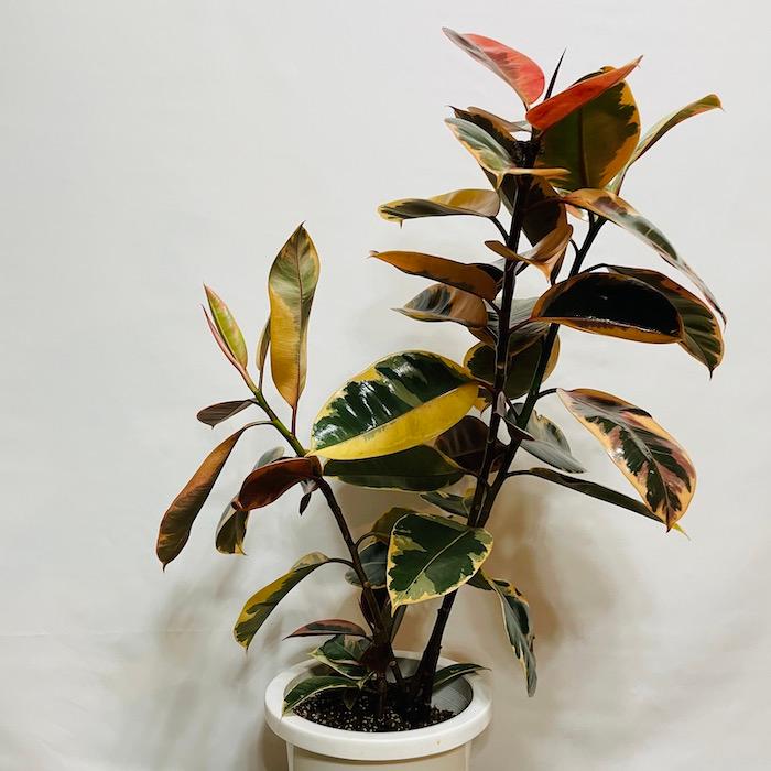 観葉植物 白ゴムの木 フィカス・ティネケ 斑入り 8号鉢 苗木 鉢植え