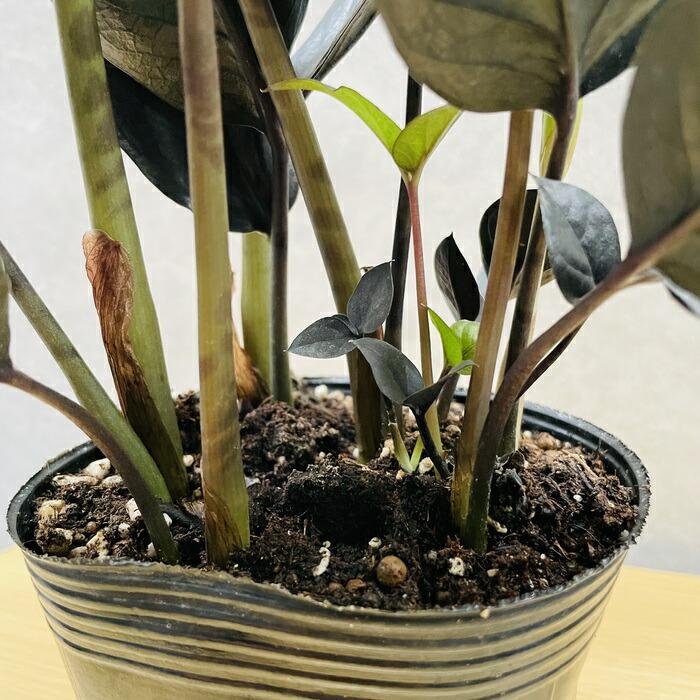 観葉植物 ザミオクルカス レイヴン ザミフォーリア 4号ポット レイブン
