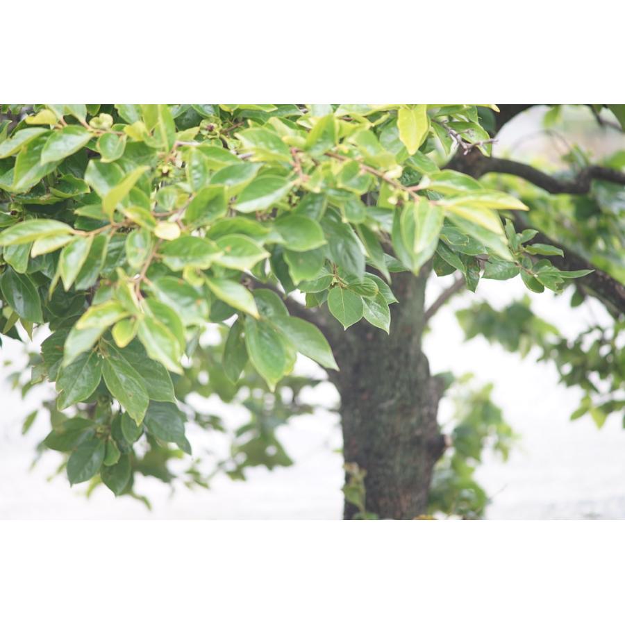 オールドレンズ 一眼レフカメラ CANON LENS FD 135mm 1:2.8【中古】 | キヤノン | 06