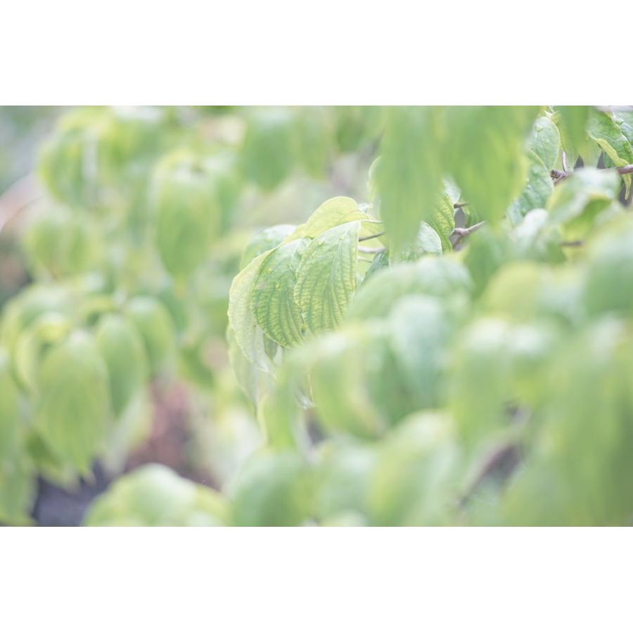 オールドレンズ 一眼レフカメラ CANON LENS FD 135mm 1:2.8【中古】 | キヤノン | 07