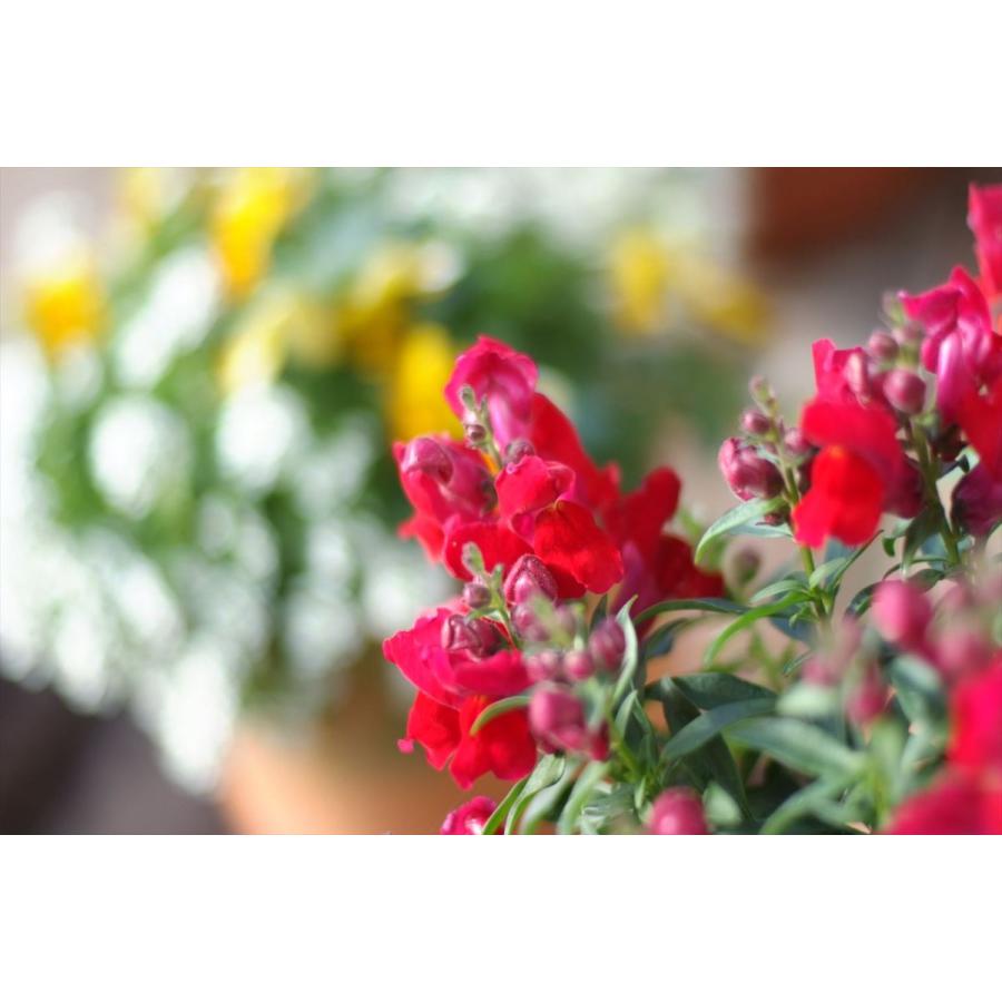 オールドレンズ  Nikon Ai 28mm F2.8D 単焦点レンズ 一眼レフカメラ【中古】 | NIKKOR | 09