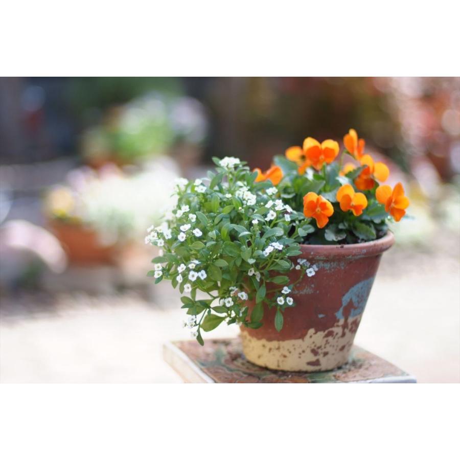 オールドレンズ  Nikon Ai 50mm F1.4 単焦点レンズ 一眼レフカメラ【中古】 | NIKKOR | 08