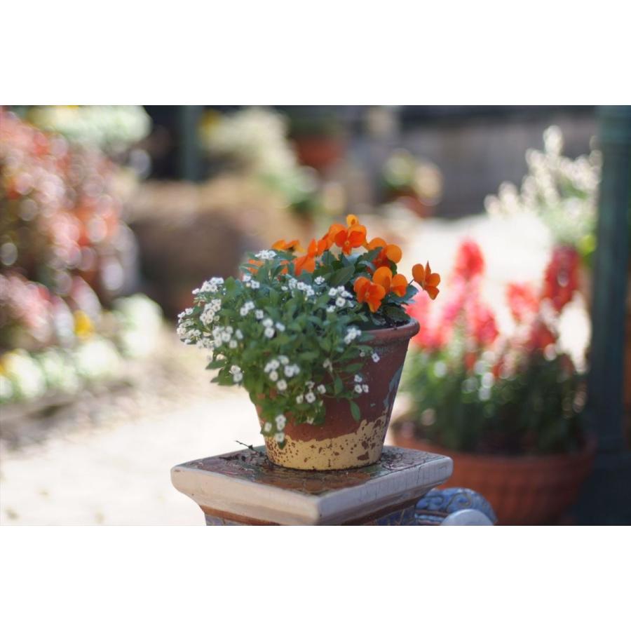 オールドレンズ  Nikon Ai 50mm F1.4 単焦点レンズ 一眼レフカメラ【中古】 | NIKKOR | 09