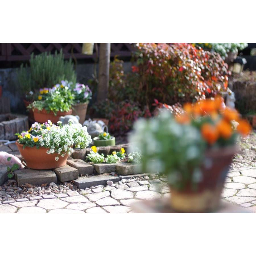 オールドレンズ ニコン Nikon Auto NIKKOR-S・C 50mm F1.4  単焦点レンズ 一眼レフカメラ【中古】 | NIKKOR | 05