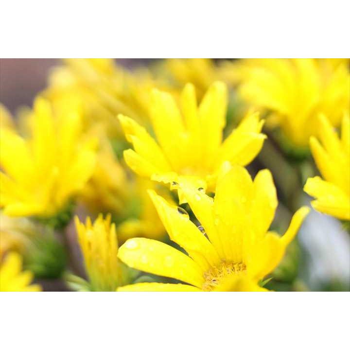 一眼レフカメラ 初心者 フィルムカメラCanon EOS-7 レンズセット EF50mmF1.8II 単焦点レンズ canon レンズフィルター 52mm 【中古】の画像