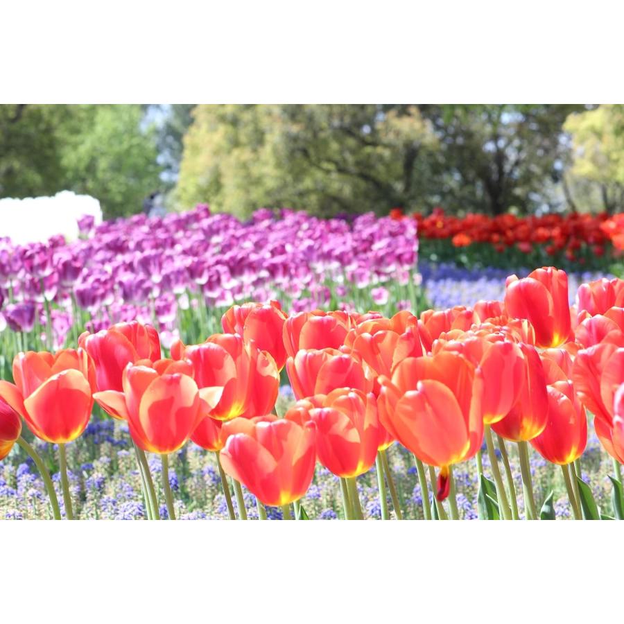 オールドレンズ 一眼レフカメラ 初心者 オールドレンズ 神 レンズ PENTAX Super-Multi-Coated TAKUMAR 85mm F1.8 単焦点レンズ【中古】 | キヤノン | 06