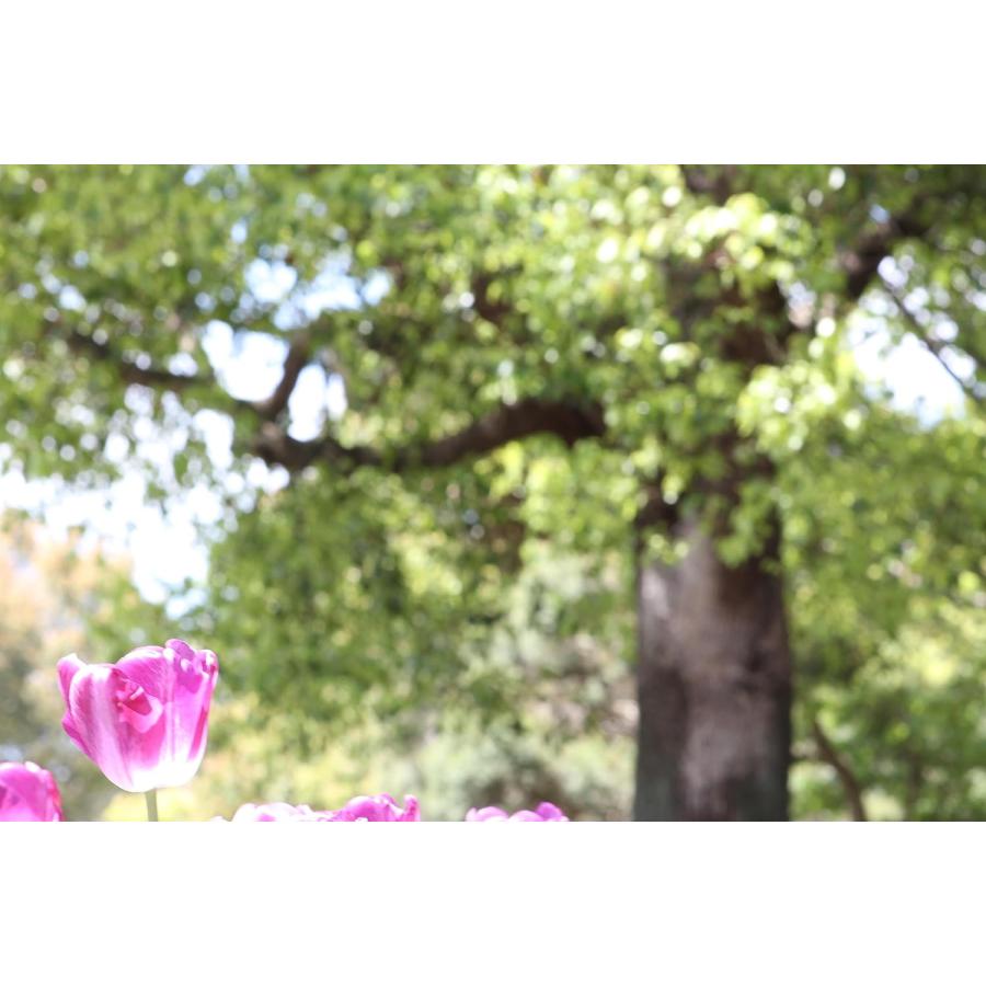 オールドレンズ 一眼レフカメラ 初心者 オールドレンズ 神 レンズ PENTAX Super-Multi-Coated TAKUMAR 85mm F1.8 単焦点レンズ【中古】 | キヤノン | 07