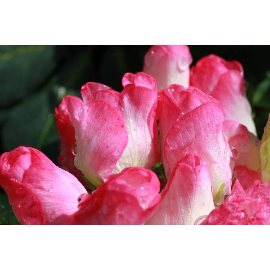 オールドレンズ 一眼レフカメラ 初心者 オールドレンズ 神 レンズ PENTAX Super-Multi-Coated TAKUMAR 85mm F1.8 単焦点レンズ【中古】 | キヤノン | 08