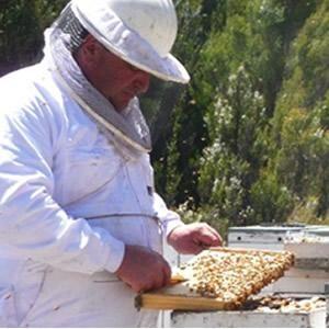 ブルーヒルズハニー タスマニアン レザーウッドハニー TA15＋250ml |  | 02