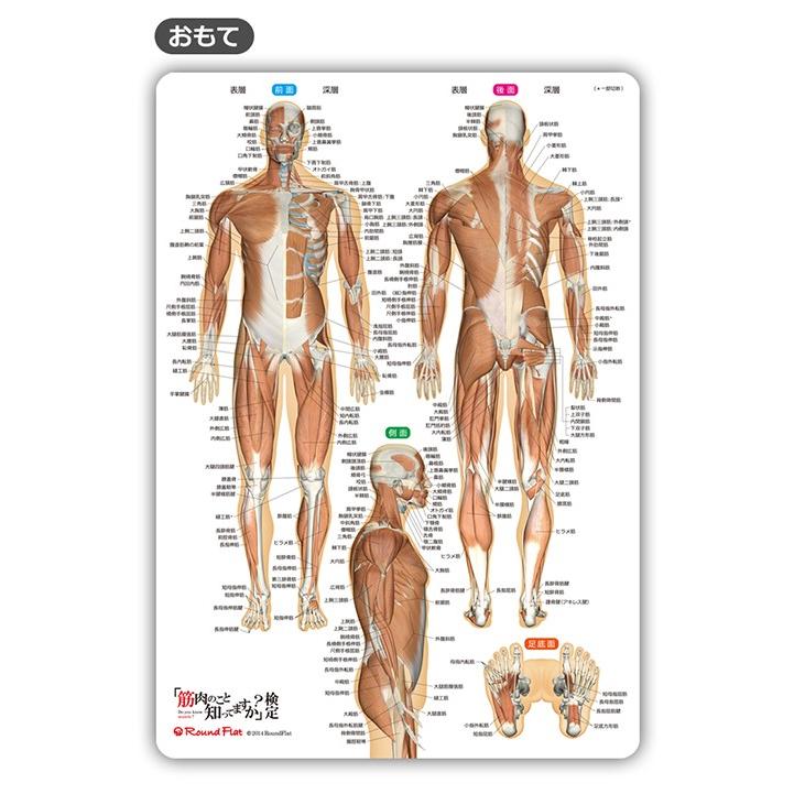 ラウンドフラット 筋肉まるわかりシート 下敷き 筋肉イラスト |  | 01