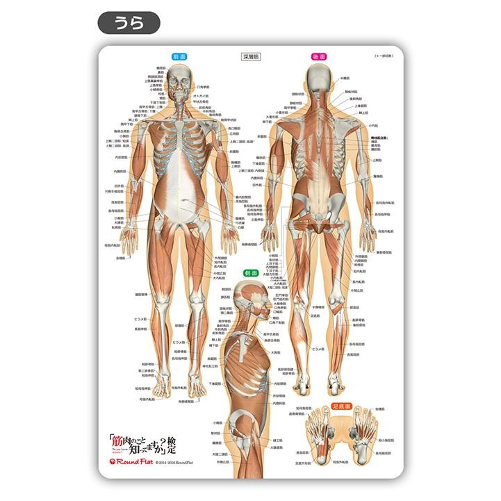 ラウンドフラット 筋肉まるわかりシート 下敷き 筋肉イラスト |  | 02