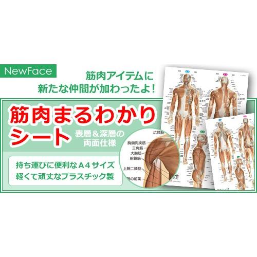 ラウンドフラット 筋肉まるわかりシート 下敷き 筋肉イラスト |  | 03