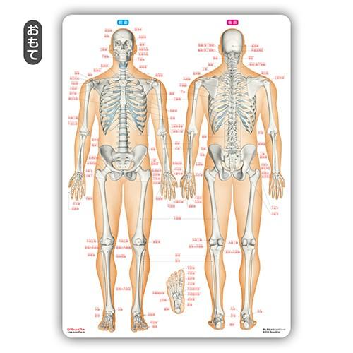 ラウンドフラット 骨と関節まるわかりシート 下敷き 骨・関節イラスト｜psps｜03
