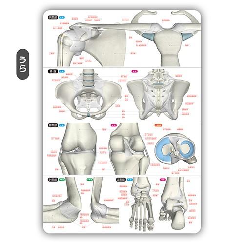 ラウンドフラット 骨と関節まるわかりシート 下敷き 骨・関節イラスト｜psps｜04