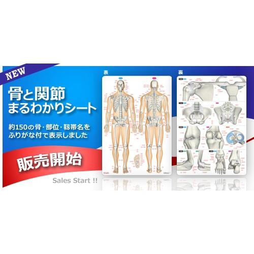 ラウンドフラット 骨と関節まるわかりシート 下敷き 骨・関節イラスト |  | 04