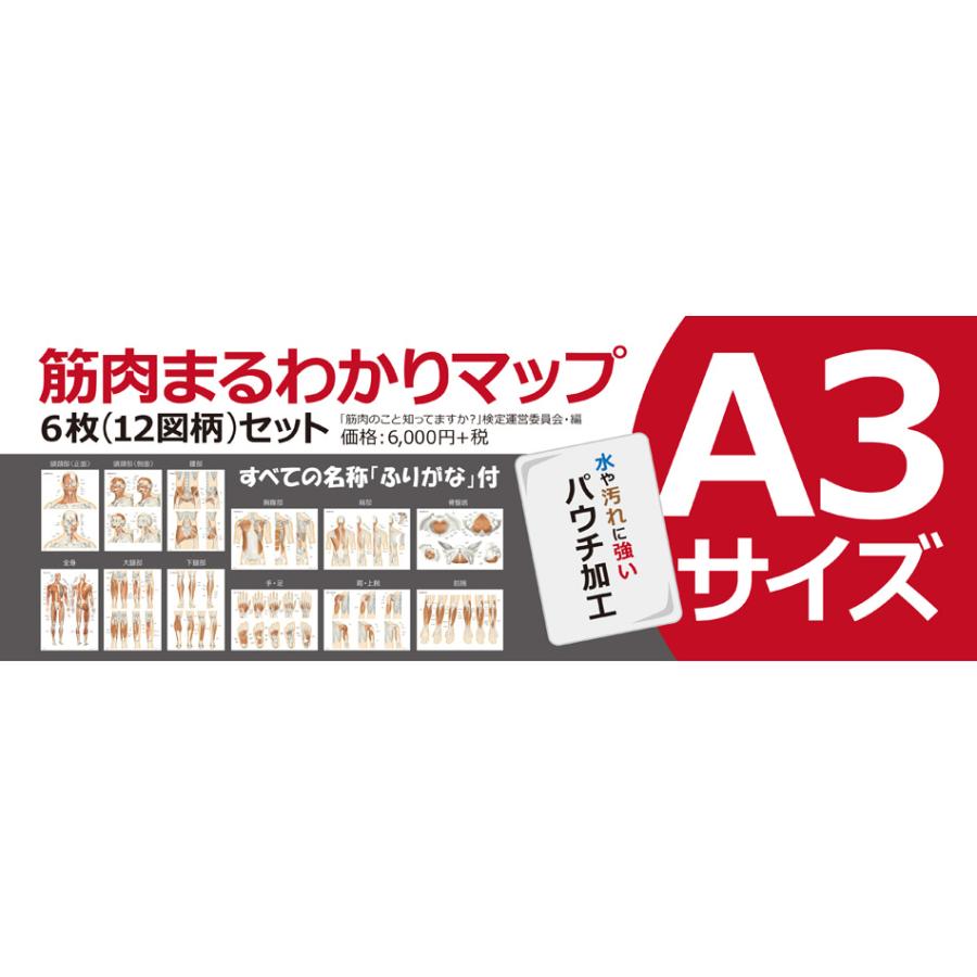ラウンドフラット 筋肉まるわかりマップ６枚セットＡ３サイズ パウチ仕様 ふりがな付き |  | 01