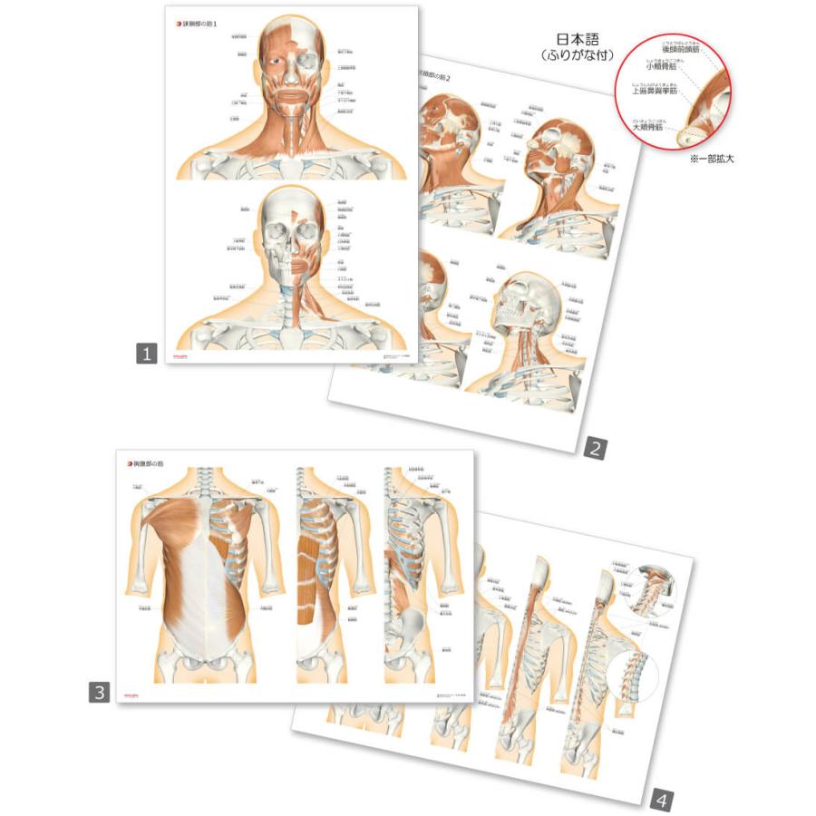 ラウンドフラット 筋肉まるわかりマップ６枚セットＡ３サイズ パウチ仕様 ふりがな付き |  | 02
