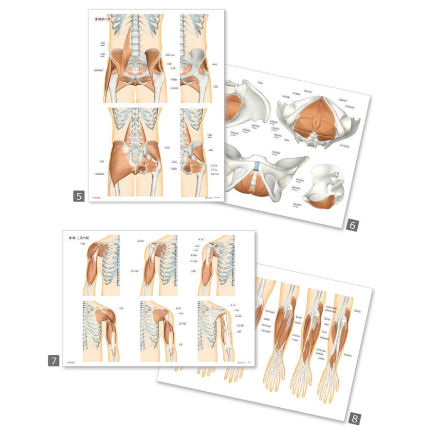 ラウンドフラット 筋肉まるわかりマップ６枚セットＡ３サイズ パウチ仕様 ふりがな付き |  | 03