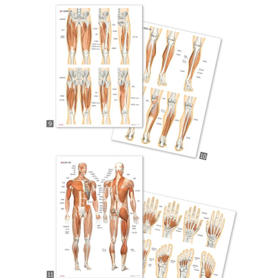ラウンドフラット 筋肉まるわかりマップ６枚セットＡ３サイズ パウチ仕様 ふりがな付き |  | 04