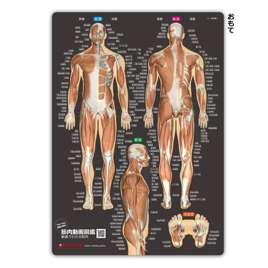 ラウンドフラット 筋肉まるわかりシート改訂版 筋名ふりがな付き |  | 01