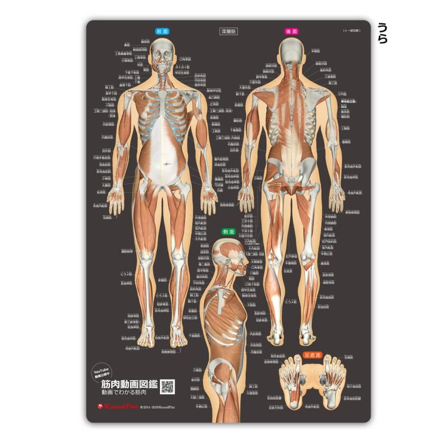 ラウンドフラット 筋肉まるわかりシート改訂版 筋名ふりがな付き |  | 02