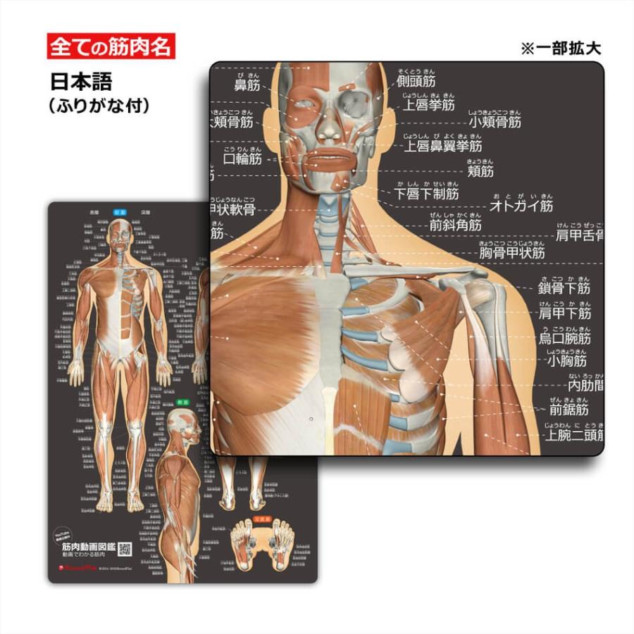 ラウンドフラット 筋肉まるわかりシート改訂版 筋名ふりがな付き |  | 03