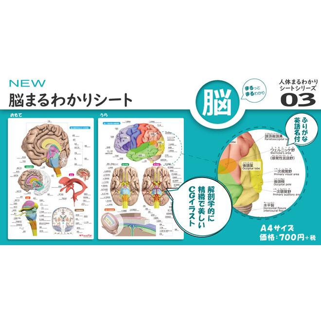 ラウンドフラット 脳まるわかりシート 下敷き 漢字 ふりがな 英語 名称付き |  | 01