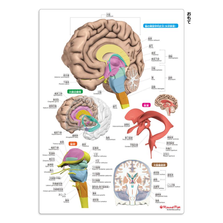 ラウンドフラット 脳まるわかりシート 下敷き 漢字 ふりがな 英語 名称付き |  | 02
