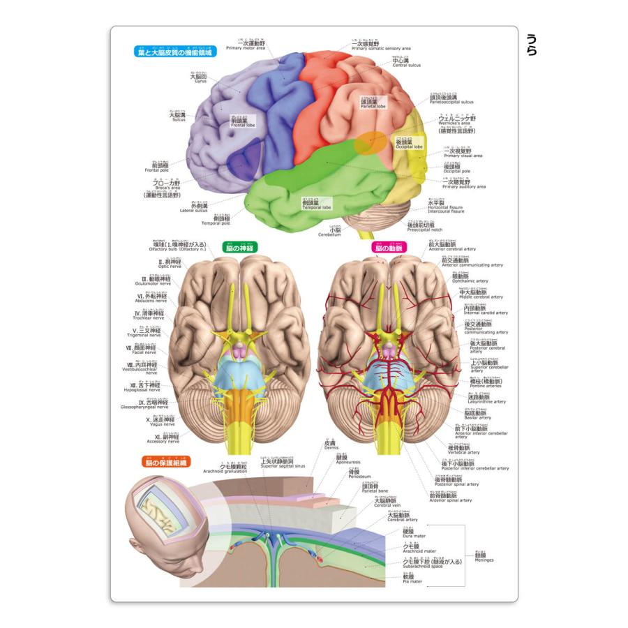 ラウンドフラット 脳まるわかりシート 下敷き 漢字 ふりがな 英語 名称付き |  | 03